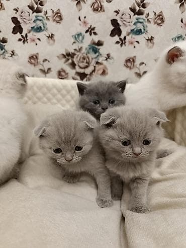 ev itiləri: Şotland, Ödənişli çatdırılma — 3