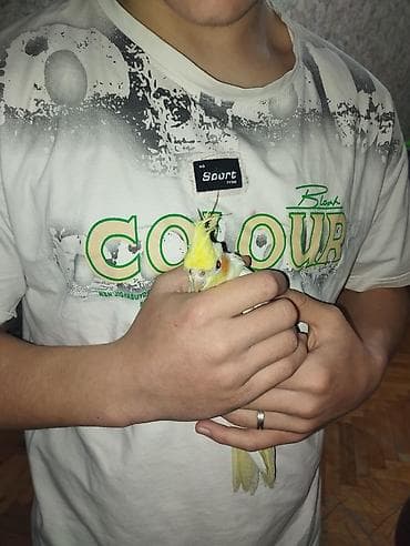 korella tutuquşu: Nimfa (cockatiel) tutuquşu - Rəng: açıq sarı-ağ tüklər, yanaqlarda — 1