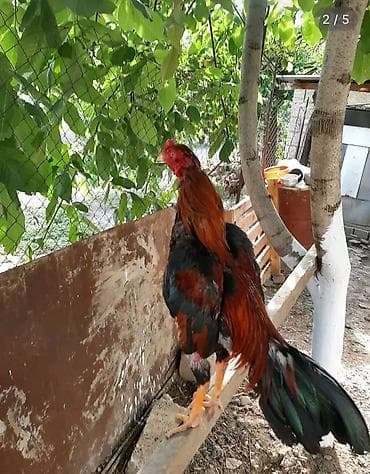 Cins xoruz – uzun boylu, güclü quruluşlu. - Rəngi: qara-yaşıl