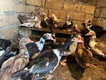 Коровы, быки: Самка, | Lal ordek, Для разведения, Самовывоз — 4