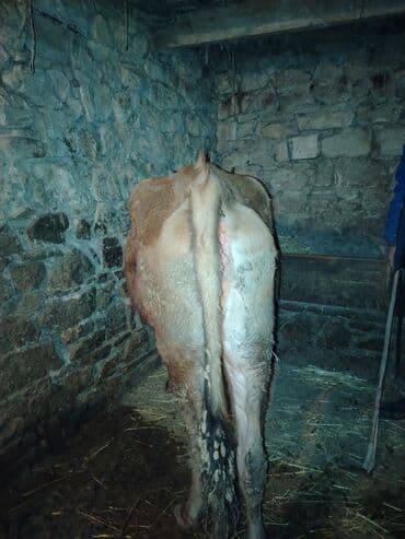 Inəklər, öküzlər: 𝗘𝘁𝗹𝗶𝗸 𝗲𝗹 𝗵𝗲𝘆𝘃𝗮𝗻𝗶𝗱𝗶 — 3