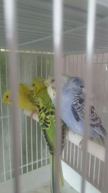 попугай ара цена: Попугаи — 8