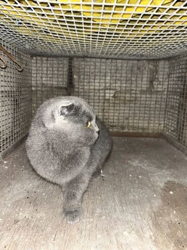 pişik satisi 2020: Şotland, Dişi, Ünvandan götürmə — 3