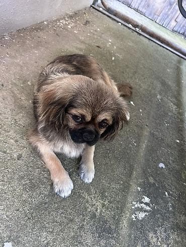 it yemekleri: Pekines, 1 il — 2
