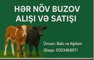 Akvariumlar: Hər növ buzov alışı və satışı xidməti. • Növlər: müxtəlif cins və — 1