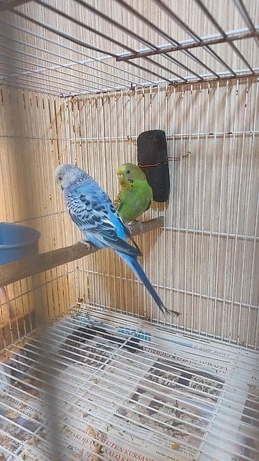 Другие птицы: Salam hazir cut tutuqusu satilir cutu 35 azn elaqe ucun wap.ve ya zeng — 2