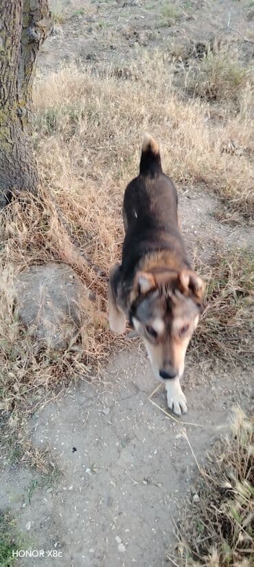 qapi iti: 3 il, Erkek, Peyvəndli, Ünvandan götürmə — 8