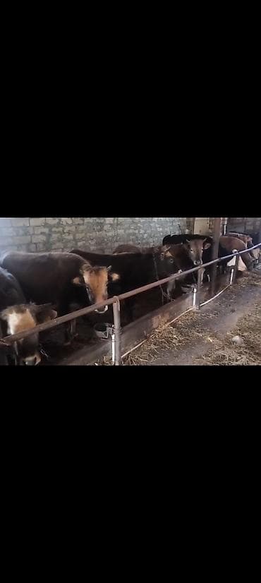 Heyvanlar: Salam aleykum qardaşlar gününüz xeyirli olsun allah haminizin — 3