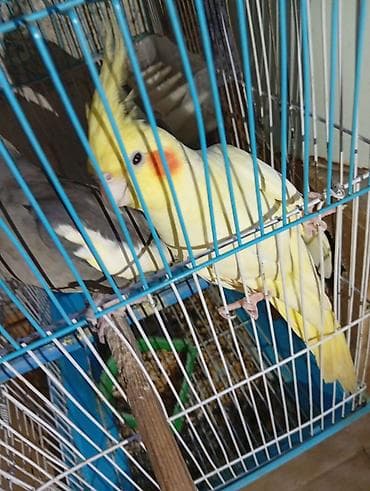 qus: Nimfa (Cockatiel) quşları – qəfəs ilə birlikdə - Say: 5 ədəd nimfa - — 1