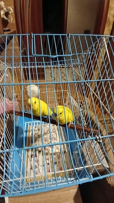 домики для кошек баку: Hazır cüt yumurtaya hazır lutinolar yuva qoy bala al — 3