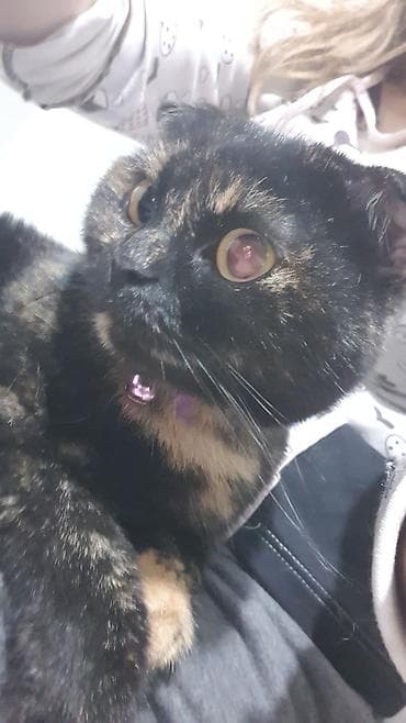 Digər heyvanlar: Şotland, Dişi, Yaxşı əllərə, Pulsuz çatdırılma — 1