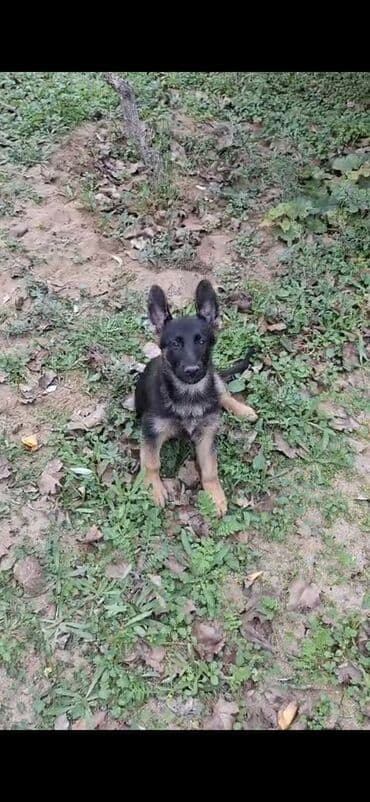 çoban iti qiyməti: Alman çoban iti, 2 ay, Dişi — 3