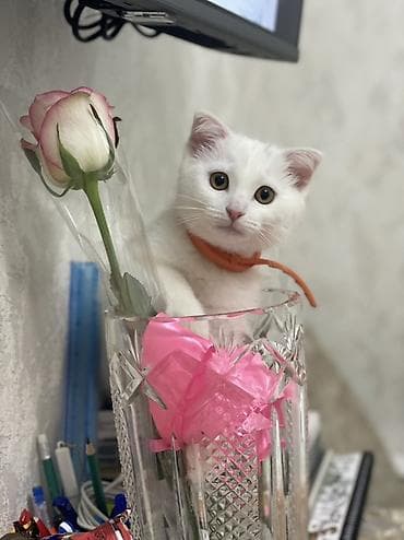 paroda pişik: Şotland yastı qulaq, Dişi, Yaxşı əllərə — 3