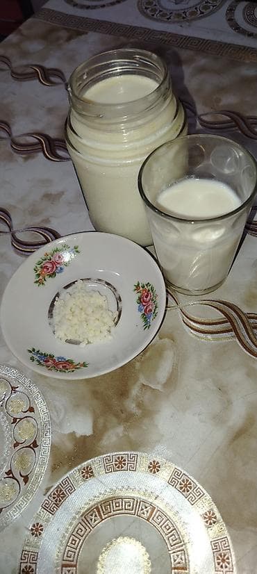 keci sudu satilir: Kefir mayası. Salam. Təbii kefir mayası satılır Təmiz və sağlam ev — 2
