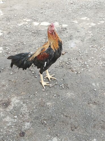 xoruz sekli: Salam Aleykum 1 yaş 3 ayliqdi doyusu olub kim istese videosunu ataram — 5