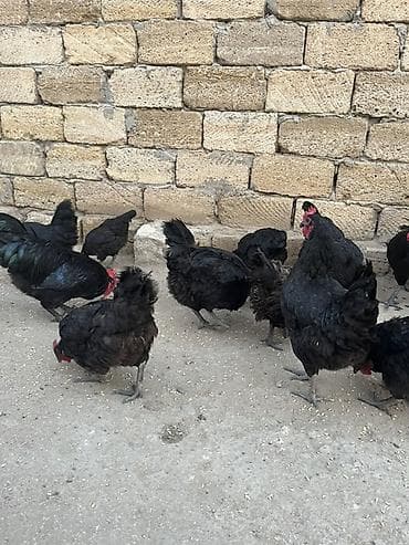 şirvanda toyuqlar: Yumurtayan toyuqlar — 3