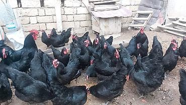 xarkov toyuqları: Toyuq, Australorp, Damazlıq, Ünvandan götürmə — 10