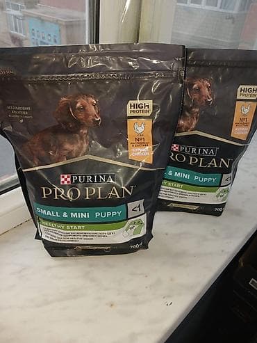 bala pişik: 6 ayliq,pudel cinsidir esl ev itidir,oynagan itdi. Butun baximlari — 3