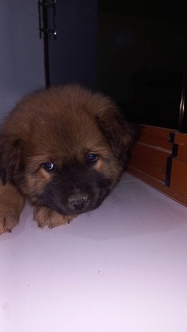 İtlər: 3 ay, Erkek, Ünvandan götürmə — 3