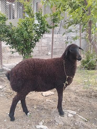 bala qoyun: Dişi, il: 1, Damazlıq, Ünvandan götürmə — 2