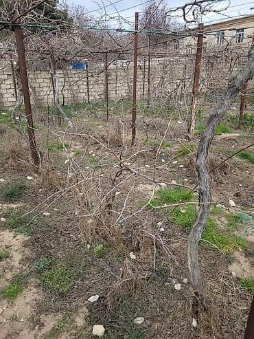 metlaq satisi: 🍇 ÜZÜM AĞACLARININ SATIŞI 🍇 Bağ salmaq istəyənlər üçün hazır və — 6