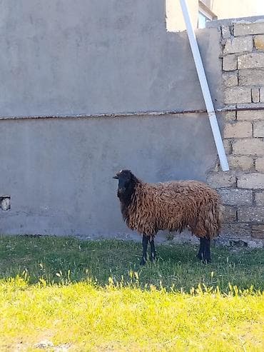 ət məhsulları: Qala qoçu Qumral Sürü sürməyi superdi özümün Heyvanindir Pul lazım — 2