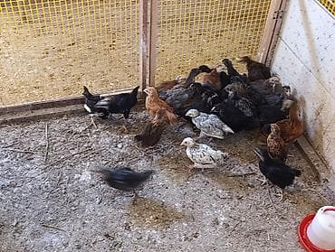 qus dami: 25 günlük toyuqlardır. Təbii buğda, qarğıdalı, soya ilə yemlənmişdir — 4