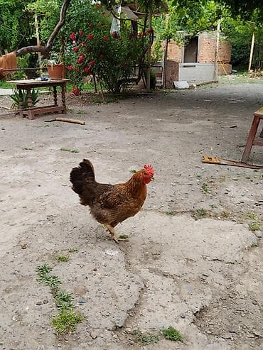 heyvan bazari inekler: 6 dene toyuq 1 xoruz toyuq 11 xoruz 20 sağlam heyvanlardi toyuqların 4 — 3