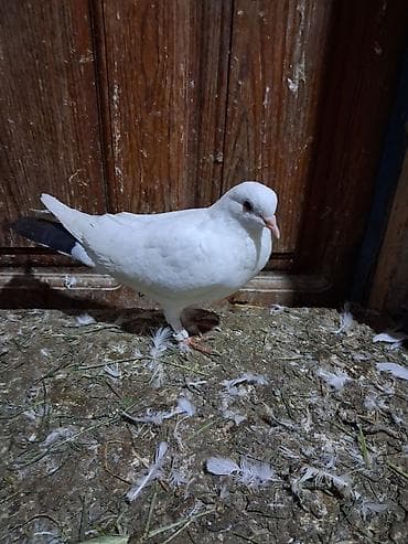 bulbul quşu satışı: Göyərçinlər — 2