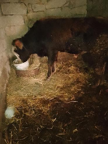 С/х животные и товары: Məhsul: Erkək dana 1yas yarimliq danadı .sağlamdı . heç bir problemi — 4