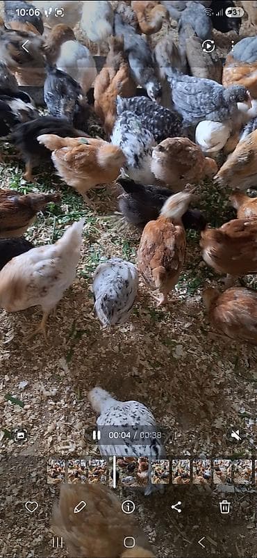 ataks cuceleri: Toyuq cücələri, Damazlıq — 6