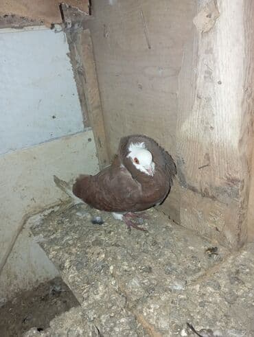 heyvanlara verilən xüsusi adlar: Qəhvəyi-qızılı rəngli bəzəkli göyərçin - Növ: bəzək/şou tipli — 1