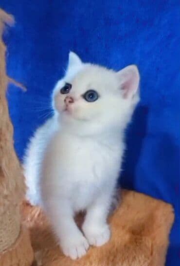 silver şinşilla: Britan, Dişi, Yaxşı əllərə, Ünvandan götürmə — 3