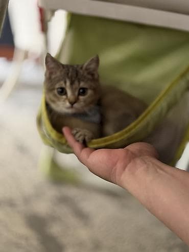 ev pişiyi qiyməti: Şinşilla, Erkək, Yaxşı əllərə, Pulsuz çatdırılma, Ödənişli çatdırılma — 2