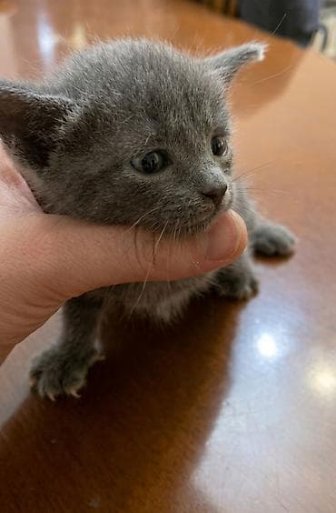 английский кот: Самец, В добрые руки — 3