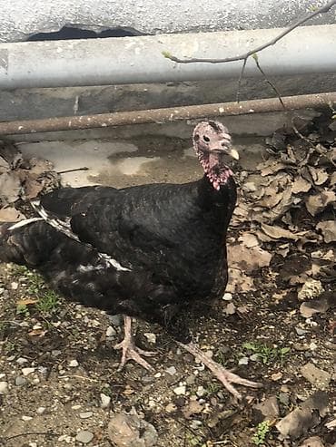 hindusqa satisi: Qara hind toyuğu - Növ: Hind toyuğu (qara rəngli) - Rəng: Tam qara — 2