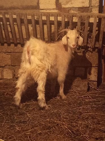 Зоотовары: Super kök Sibir satılır təcili vatsap aktivdi — 1