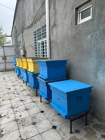 ətlik inək cinsləri: Arıçılıq üçün taxta arı pətəkləri - Model: çoxkorpuslu taxta pətək - — 5