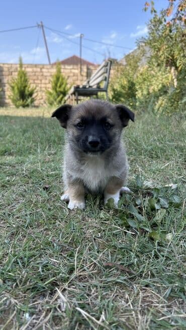 zinqirov iti: 2 ay, Erkek — 4