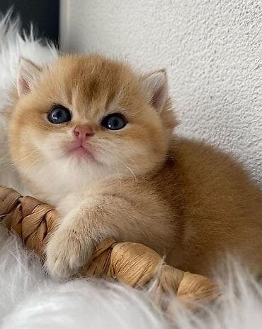 ən gözəl pişik adları: Zərif, qızılı rəngdə uzun tüklü şirin balaca pişik balası. - Yumşaq — 2