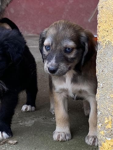 Balıqlar: 2 ay, Dişi, Peyvəndli — 3