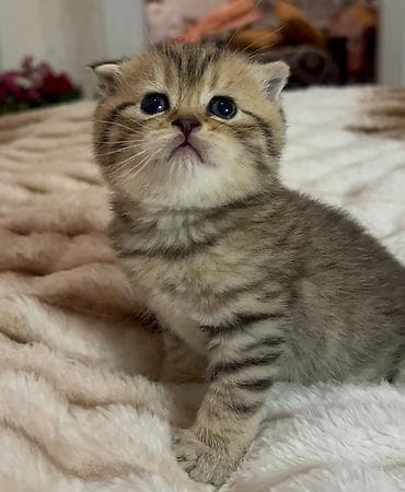 pisik almaq: Britan — 2