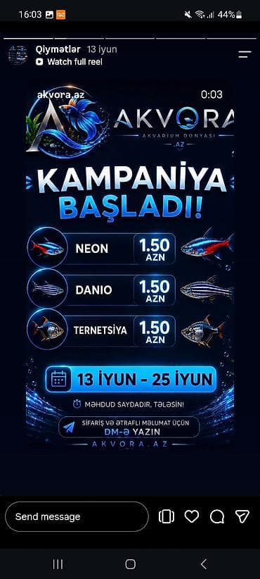 skalyari: Yumru akvarium, Balıqlarla birlikdə, 1 l — 3