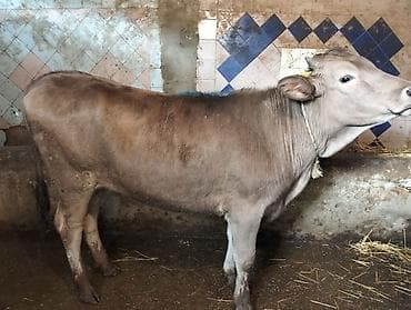 doberman satış: Satış üçün cins mal–dana - Növ: dana (erkək) - Rəng: açıq-qəhvəyi - — 2