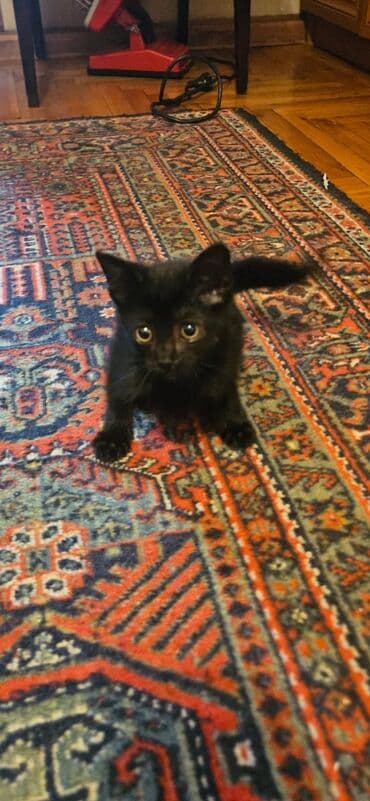 pulsuz pişik balaları 2022: Dişi, Yaxşı əllərə — 6