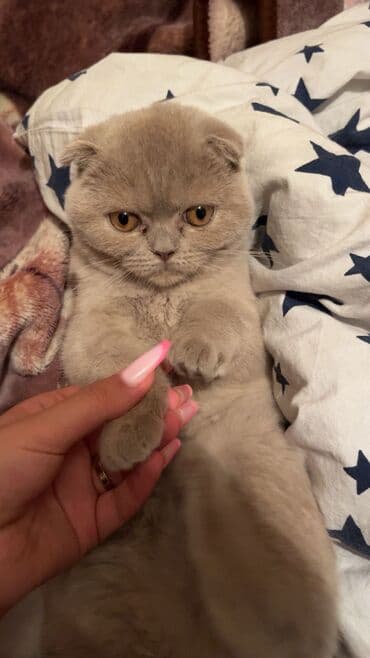 pulsuz pisik balalari: Amerikan Shorthair, Dişi, Cütləşmə üçün, Ünvandan götürmə — 5