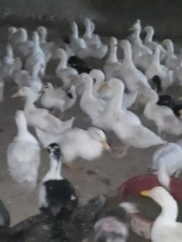 ordək balası və cucə: Satışda ördək sürüsü - Növ: ağ və qarışıq rəngli ev ördəkləri — 2