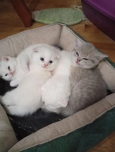 Britan yastı qulaq, Erkək, Dişi, Yaxşı əllərə