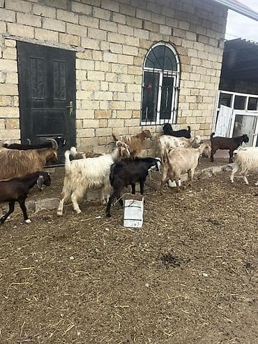 keci: Hələplə Alpinin qarışığıdı hər biri cins keçilərdi təcili satılır — 3