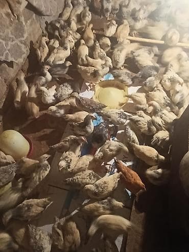 toyuq: Toyuq cücələri, Ətlik — 6